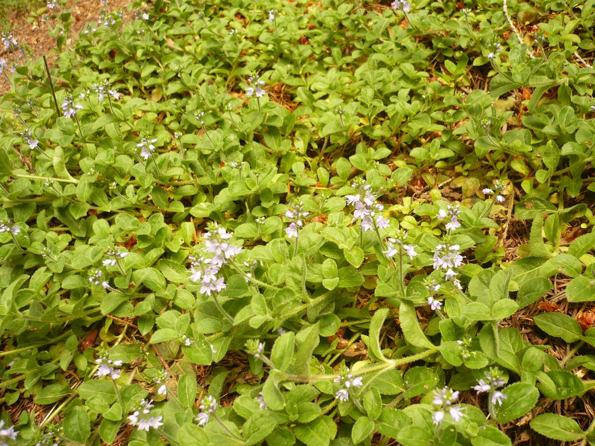 Veronica officinalis (Plantaginaceae)